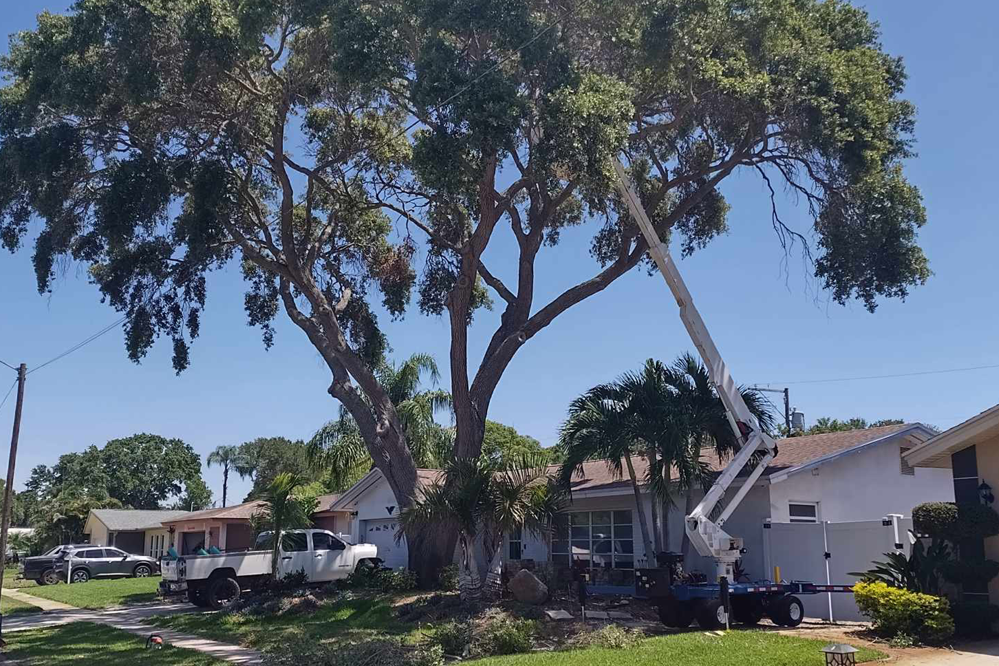 before picture tree trimming