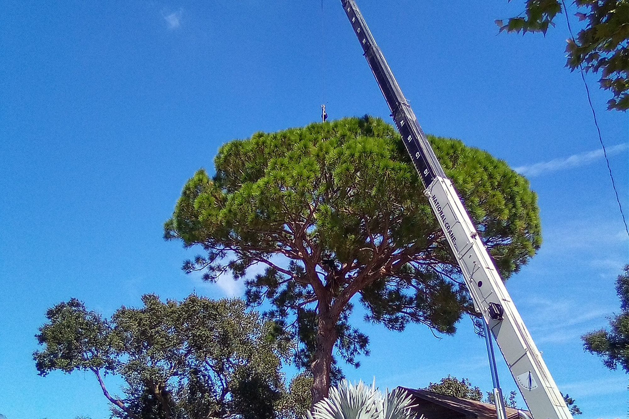 cable line trimming