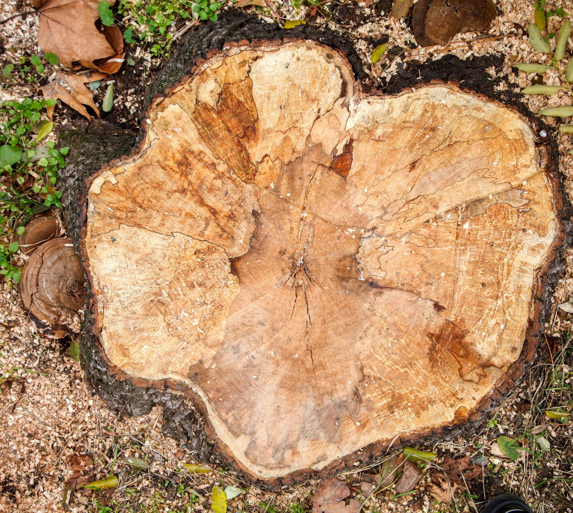 Old tree Stump in the autumn Park , Forest.