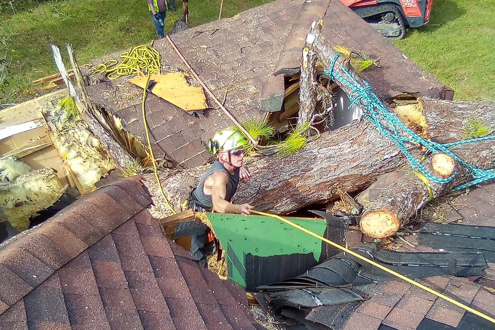 property clean up tree fell