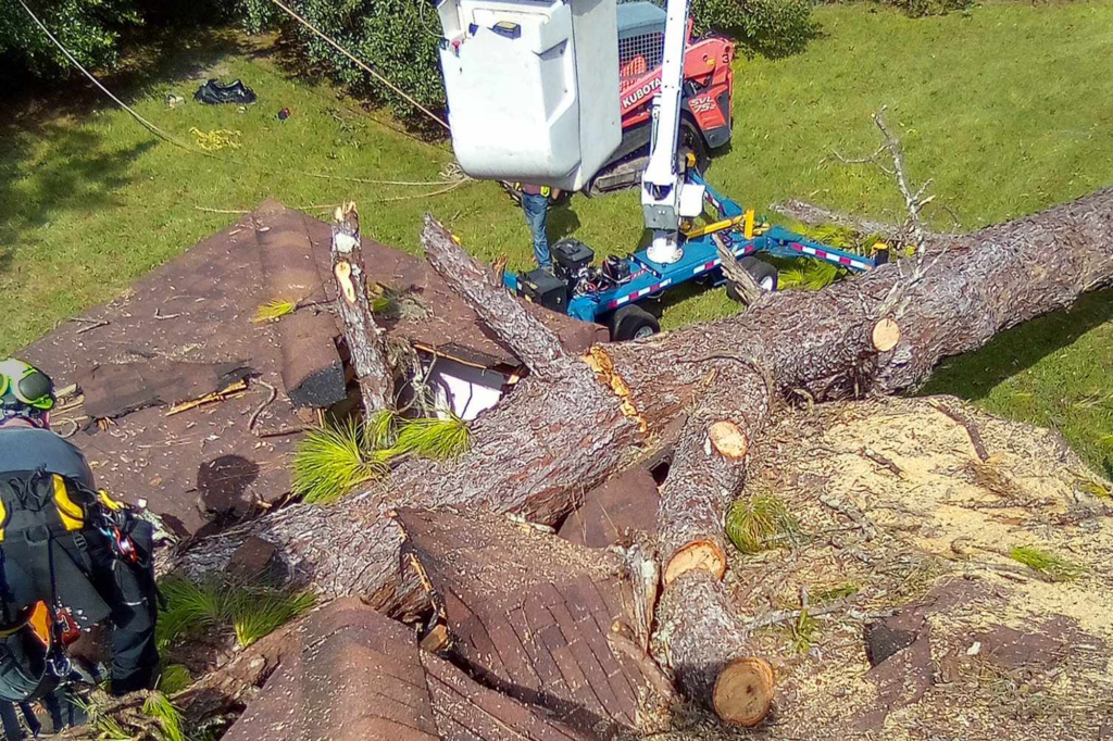 tree removal