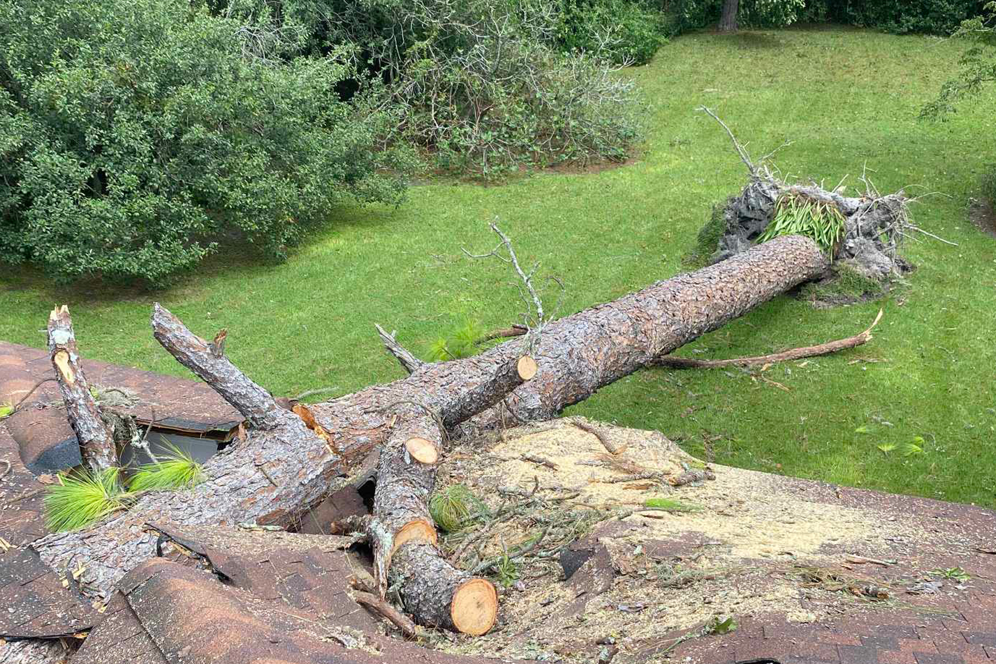 tree removal job