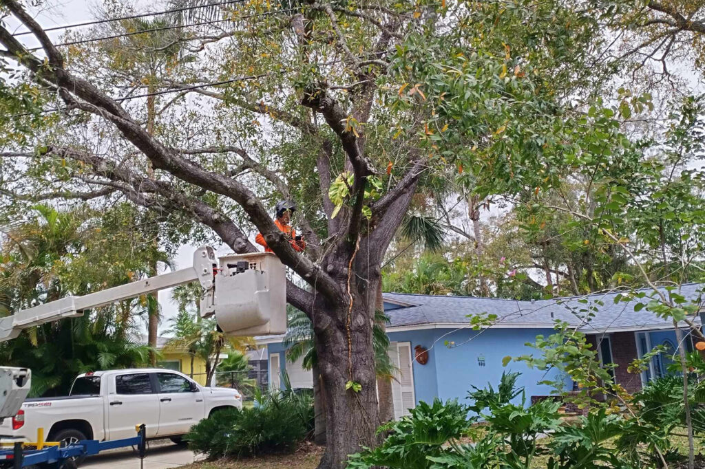 tree trimming pruning