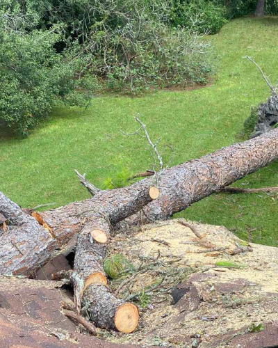 tree removal job